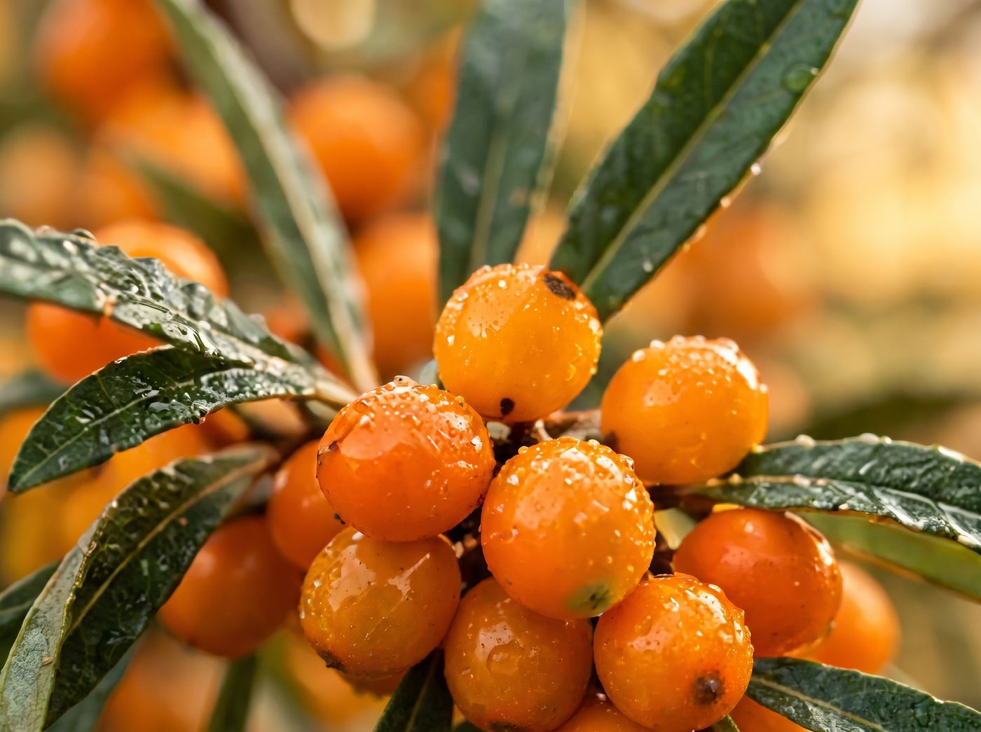 Ripe sea buckthorn berries on the branch